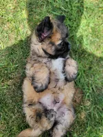Puppy poodle 2, a male Maltipoo for sale in Orange, CA – 3 of 8
