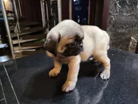 Peanut , a male Pug for sale in Orange, CA – 2 of 5
