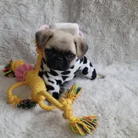 Pug female, a female Pug for sale in Orange, CA – Photo 3 of 4