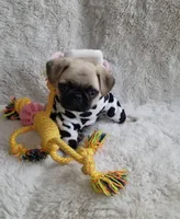 Pug female, a female Pug for sale in Orange, CA – Photo 3 of 4