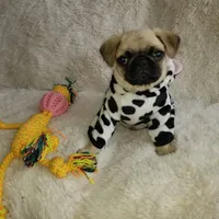 Pug female, a female Pug for sale in Orange, CA – Photo 1 of 4