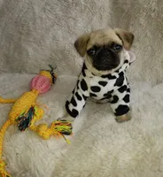 Pug female, a female Pug for sale in Orange, CA – Photo 1 of 4