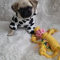 Pug female, a female Pug for sale in Orange, CA – Photo 2 of 4