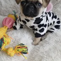 Pug female, a female Pug for sale in Orange, CA – Photo 4 of 4