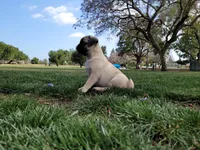 Puppy 2, a male Pug for sale in Orange, CA – 3 of 6