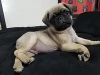 Peanut , a male Pug for sale in Orange, CA – 2 of 5