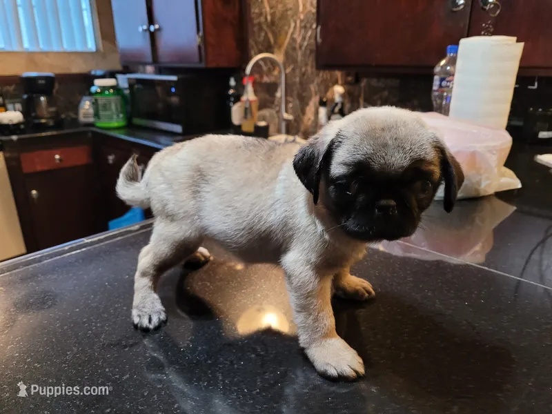 Peanut  – Pug puppy for sale in Orange, CA