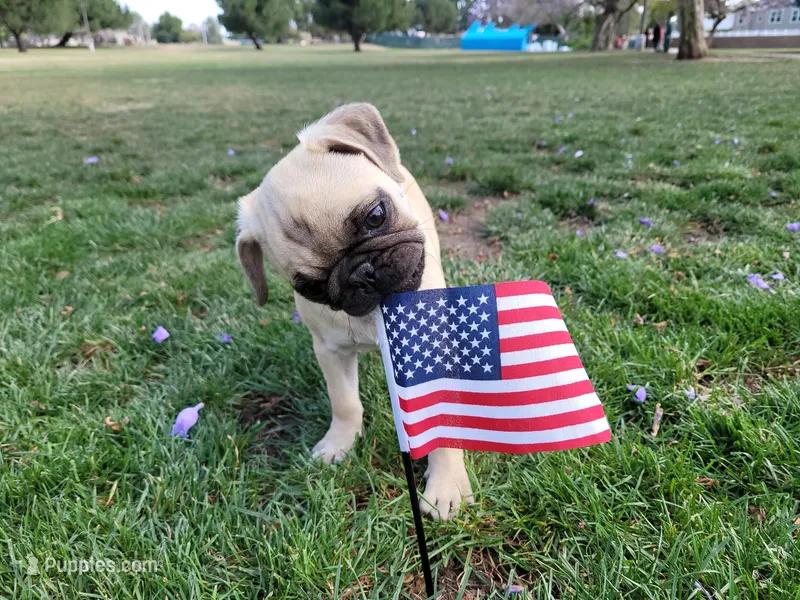 Peanut  – Pug puppy for sale in Orange, CA