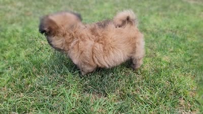 Puppy poodle 2, a male Maltipoo for sale in Orange, CA – 8 of 8