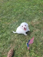Maltipoo 1, a male Maltipoo for sale in Orange, CA – 3 of 9