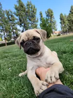 Puppy 5 , a male Pug for sale in Orange, CA – 3 of 4