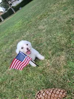 Maltipoo 1, a male Maltipoo for sale in Orange, CA – 2 of 9