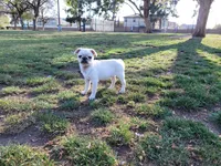 Palomita , a female Pug for sale in Orange, CA – 6 of 6
