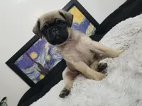 Puppy 3, a male Pug for sale in Orange, CA – Photo 6 of 6