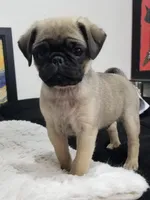Puppy 3, a male Pug for sale in Orange, CA – Photo 4 of 6