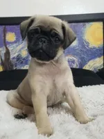 Puppy 3, a male Pug for sale in Orange, CA – Photo 3 of 6