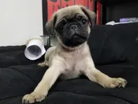 Puppy 3, a male Pug for sale in Orange, CA – Photo 5 of 6