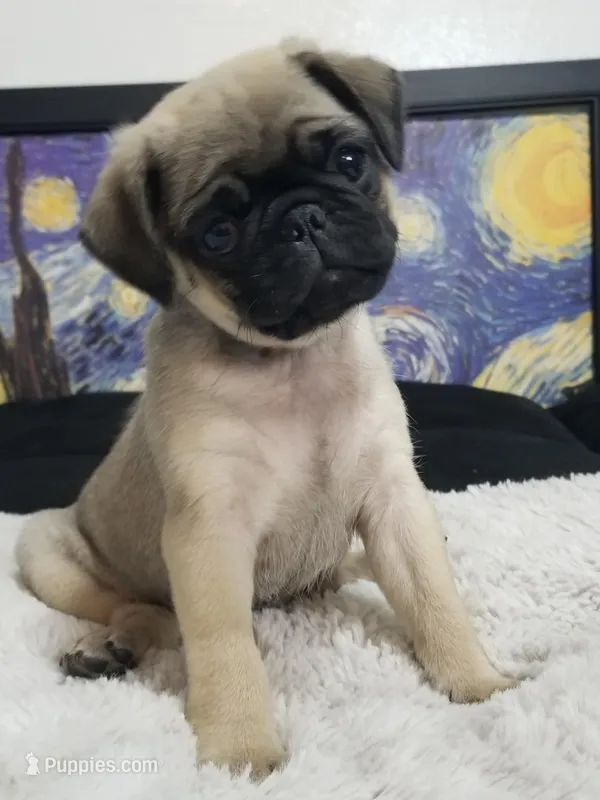 Puppy 3 – Pug puppy for sale in Orange, CA