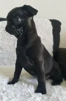 Blacky , a male Pug for sale in Orange, CA – 6 of 6