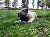 Puppy 2, a male Pug for sale in Orange, CA – 5 of 6