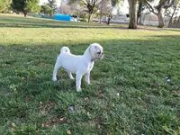 Palomita , a female Pug for sale in Orange, CA – 5 of 6