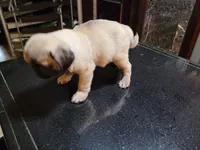 Peanut , a male Pug for sale in Orange, CA – 3 of 5