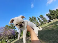 Palomita , a female Pug for sale in Orange, CA – 1 of 6