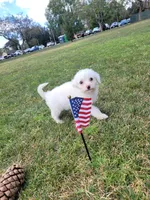 Maltipoo 1, a male Maltipoo for sale in Orange, CA – 7 of 9