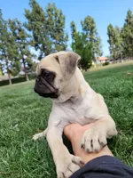 Puppy 5 , a male Pug for sale in Orange, CA – 2 of 4