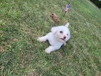 Maltipoo 1, a male Maltipoo for sale in Orange, CA – 9 of 9