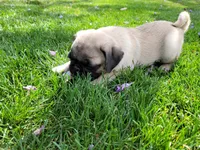 Puppy 2, a male Pug for sale in Orange, CA – 6 of 6