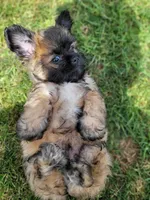 Puppy poodle 2, a male Maltipoo for sale in Orange, CA – 7 of 8