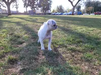 Palomita , a female Pug for sale in Orange, CA – 4 of 6