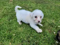 Maltipoo 1, a male Maltipoo for sale in Orange, CA – 8 of 9