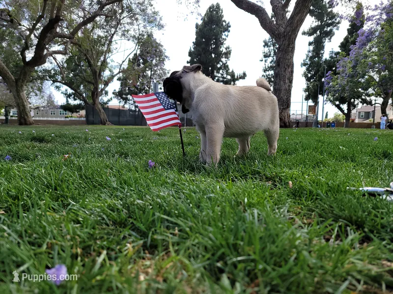 Puppy 2 – Pug puppy for sale in Orange, CA