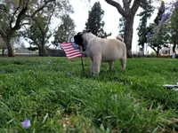 Puppy 2, a male Pug for sale in Orange, CA – 1 of 6