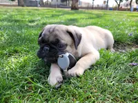 Puppy 2, a male Pug for sale in Orange, CA – 4 of 6