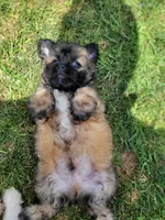 Puppy poodle 2, a male Maltipoo for sale in Orange, CA – 2 of 8