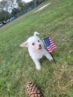 Maltipoo 1, a male Maltipoo for sale in Orange, CA – 5 of 9