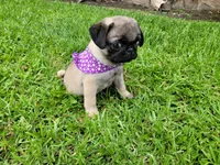 Puppy 4, a male Pug for sale in Orange, CA – Photo 4 of 8
