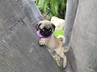 Puppy 4, a male Pug for sale in Orange, CA – Photo 6 of 8