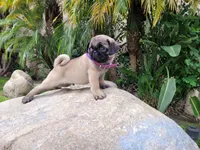 Puppy 4, a male Pug for sale in Orange, CA – Photo 3 of 8