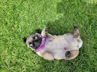 Puppy 4, a male Pug for sale in Orange, CA – Photo 8 of 8