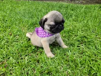 Puppy 4, a male Pug for sale in Orange, CA – Photo 7 of 8