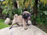 Puppy 4, a male Pug for sale in Orange, CA – Photo 2 of 8