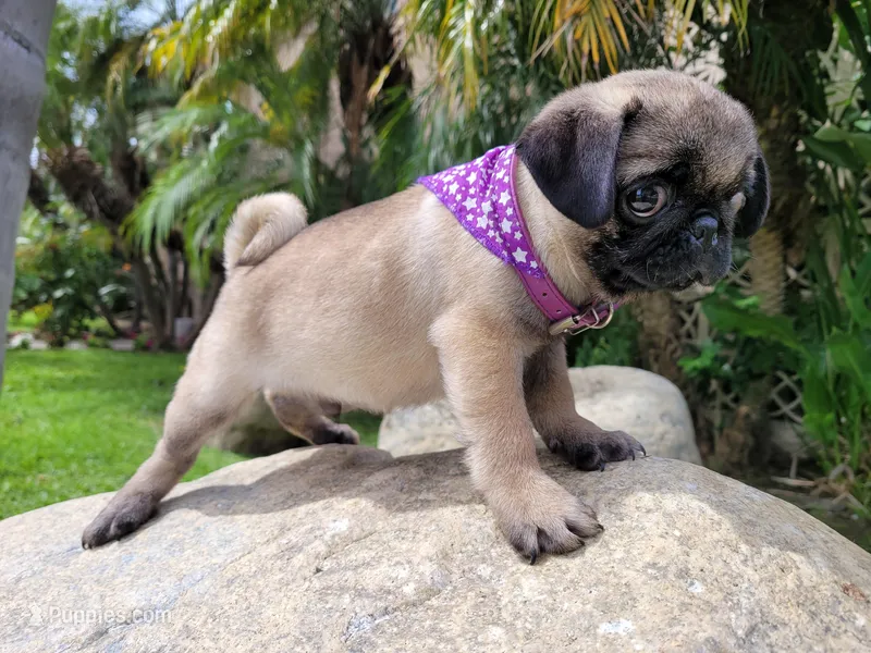 Puppy 4 – Pug puppy for sale in Orange, CA