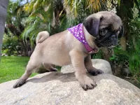Puppy 4, a male Pug for sale in Orange, CA – Photo 1 of 8