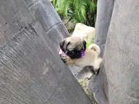 Puppy 4, a male Pug for sale in Orange, CA – Photo 5 of 8