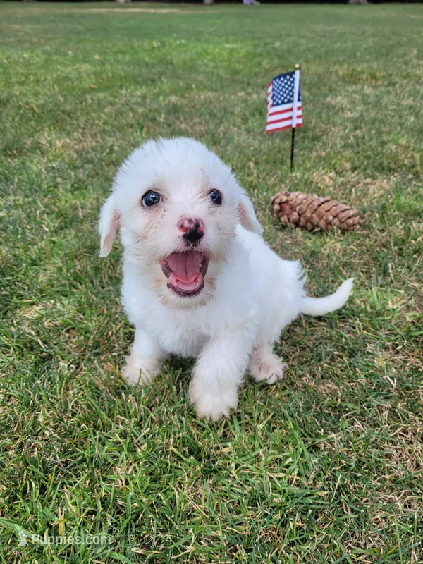 Maltipoo 1 – Maltipoo puppy for sale in Orange, CA
