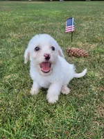 Maltipoo 1, a male Maltipoo for sale in Orange, CA – 1 of 9